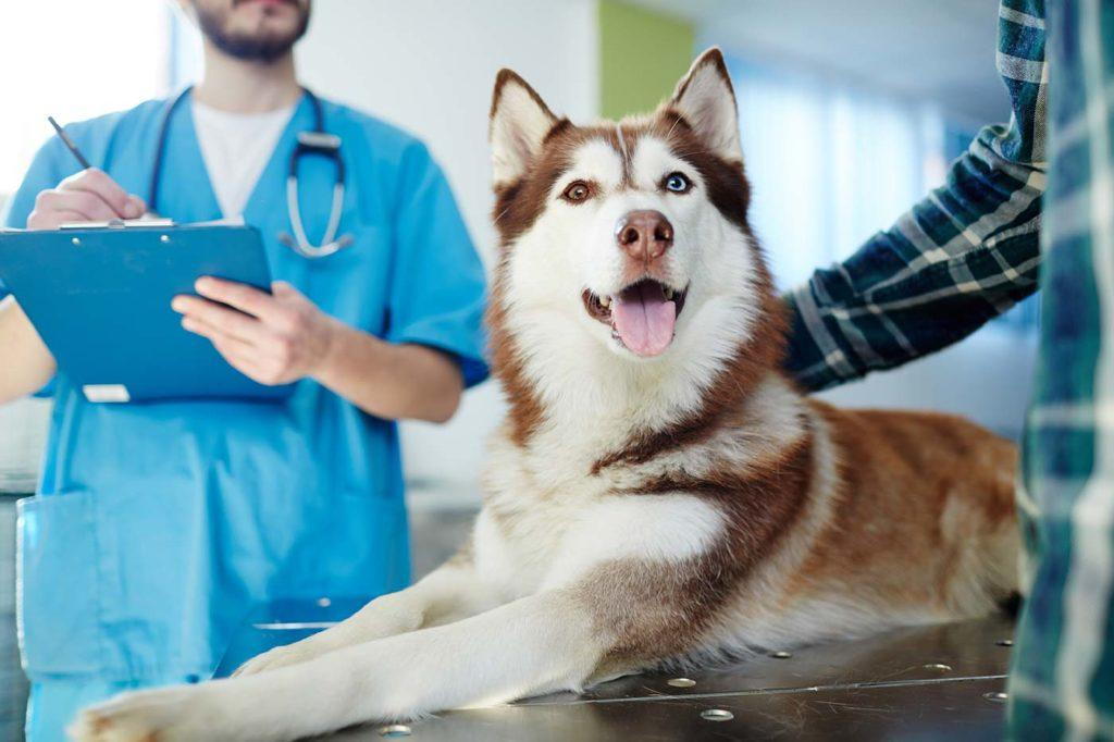 3 Key Advantages Of Regular Checkups At Animal Hospitals